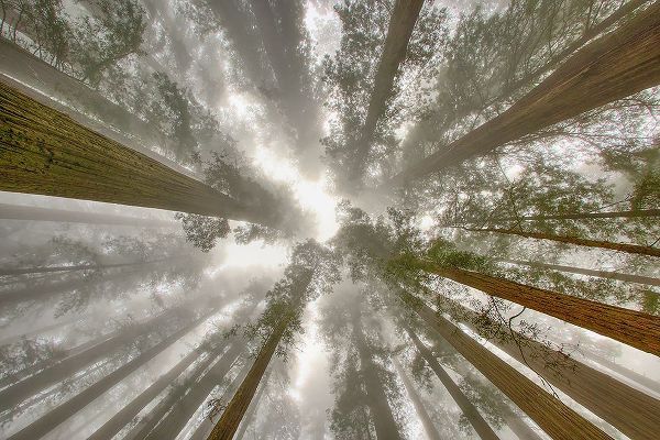 Jones, Adam 아티스트의 Fisheye view skyward of Redwood trees in fog Redwood National Park-California작품입니다.